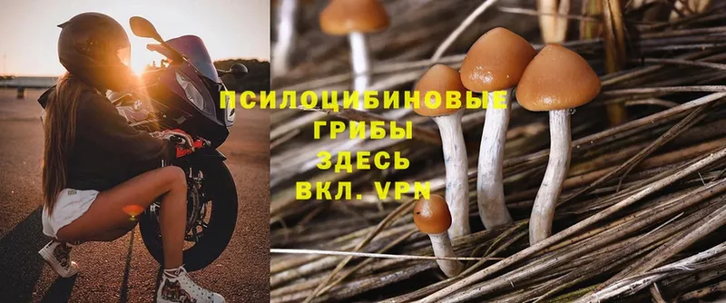 где купить   Бодайбо  darknet наркотические препараты  Псилоцибиновые грибы Psilocybe 